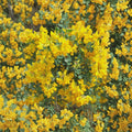 Siberian Pea Shrub – Caragana arborescens Live Cuttings | 5 Alaska Grown Cuttings | Hardy Privacy Hedge | Nitrogen Fixing Shrub | Easy to Grow