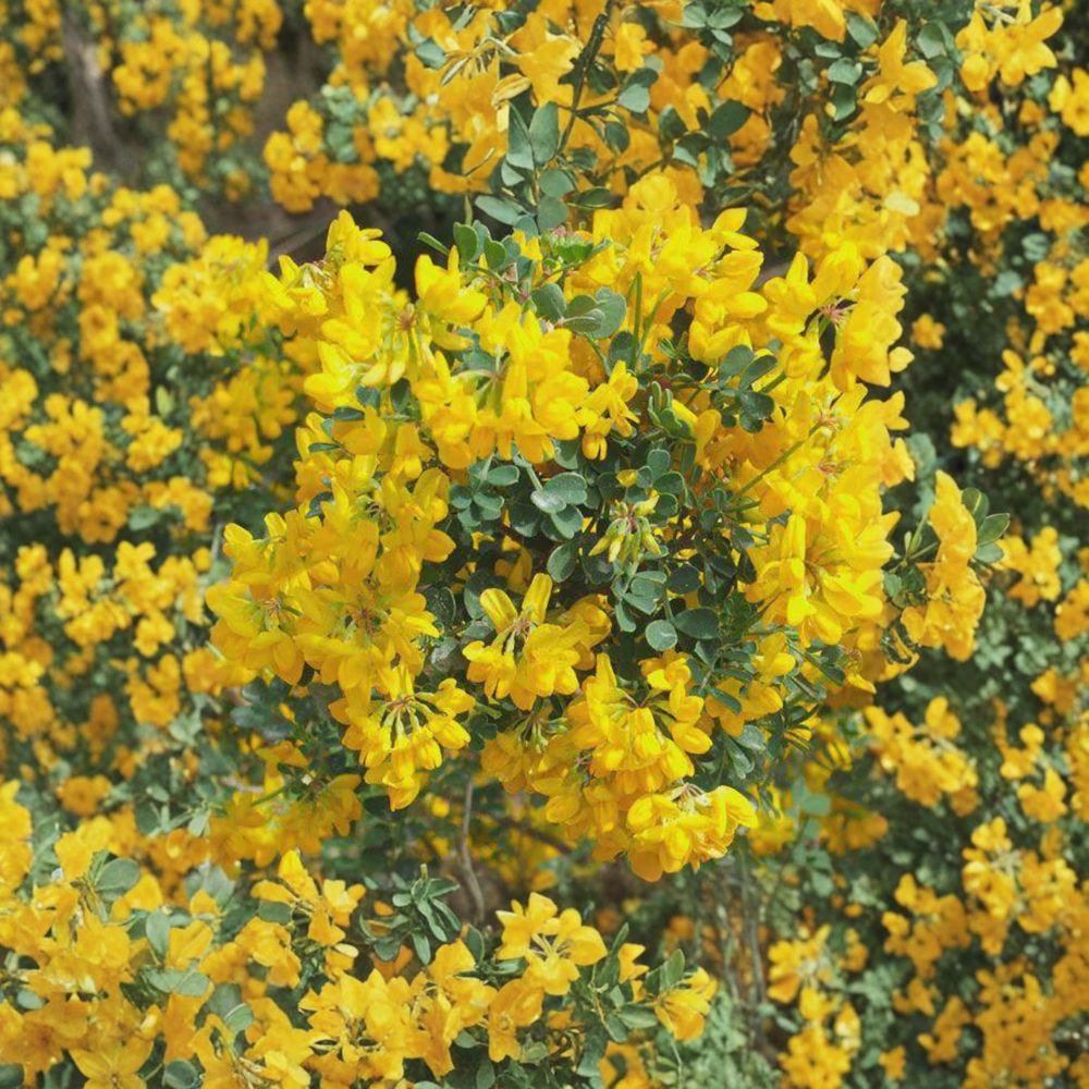 Siberian Pea Shrub – Caragana arborescens Live Cuttings | 5 Alaska Grown Cuttings | Hardy Privacy Hedge | Nitrogen Fixing Shrub | Easy to Grow