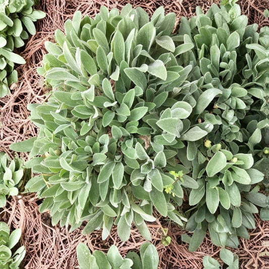 Lamb’s Ear Live Bare Root Plants – 15 Rooted Starter Plants | Stachys byzantina | Soft Silver Perennial Ground Cover