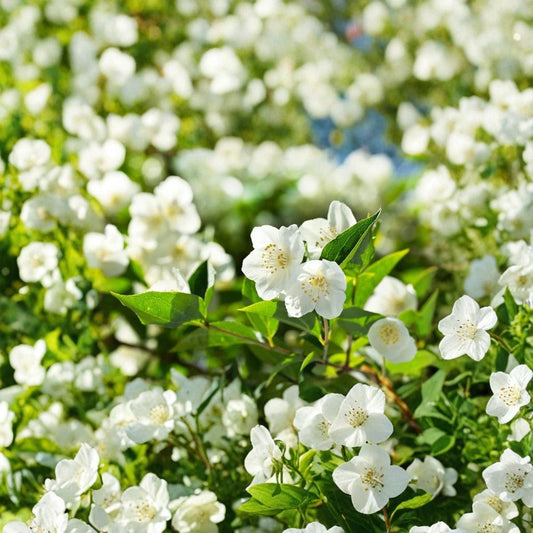 Jasmine Bonsai Seeds – Jasminum spp. White Flowering Plant | 25 Seeds | Fragrant Blooms | Easy Grow Indoor Bonsai