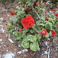 Organic Orange Geranium Cuttings – 6 Fresh Pelargonium Cuttings for Rooting | Vibrant Flowering Garden Plants