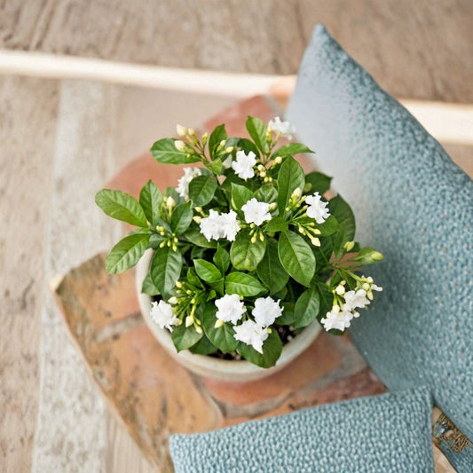 Crape Jasmine Live Plant – Tabernaemontana divaricata | 4 Inch Nursery Pot | Fragrant White Flowers | Indoor & Outdoor Tropical Shrub