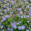 Mrs. Kendal Clark Geranium Seeds – 25+ Premium Flower Seeds | Colorful Garden Blooms | Patio & Balcony Friendly | Easy to Grow