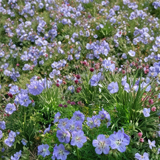 Mrs. Kendal Clark Geranium Seeds – 25+ Premium Flower Seeds | Colorful Garden Blooms | Patio & Balcony Friendly | Easy to Grow