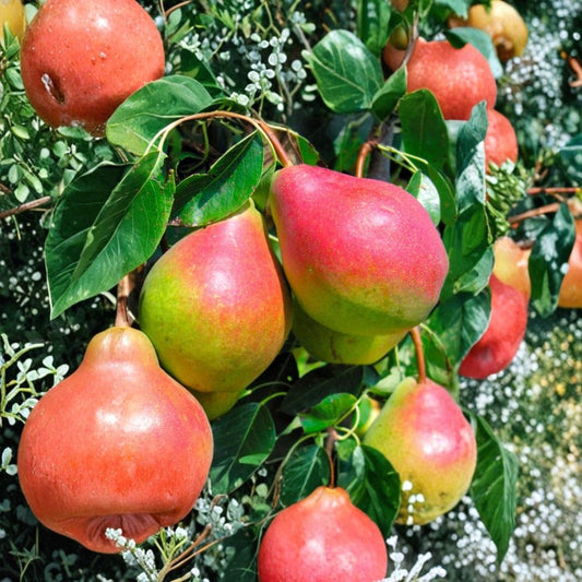 Dwarf Summercrisp Pear Tree – Pyrus communis Live Bare Root | Cold Hardy Fruit Tree | Crisp & Juicy Pears | Ready to Plant