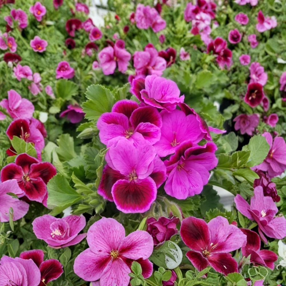 Martha Washington Geranium Cuttings – 6 Fresh Pelargonium Cuttings for Rooting | Regal Geranium Mix