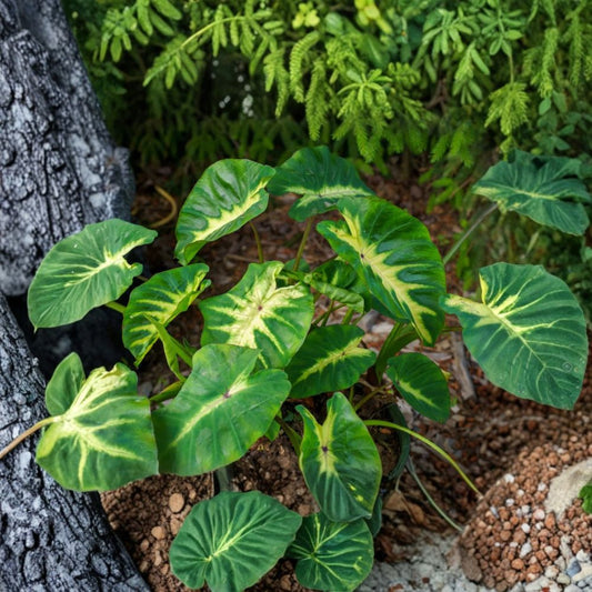 Maui Sunrise Colocasia Live Plant – 3–5 Inch Starter | Tropical Elephant Ear | Ornamental Foliage | No Pot