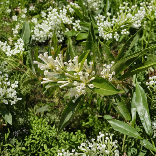 White Chocolate Jasmine Seeds – Cestrum diurnum | 10 Seeds Day Blooming Jasmine | Fragrant Tropical Shrub | Day Jessamine Garden Plant