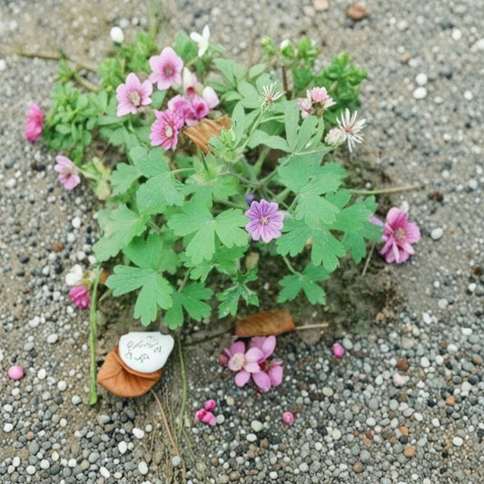 Geranium bohemicum – Cranesbill Flower Seeds | 10+ Seeds | Violet Blue Blooms | Pollinator Friendly Garden Favorite | Easy to Grow