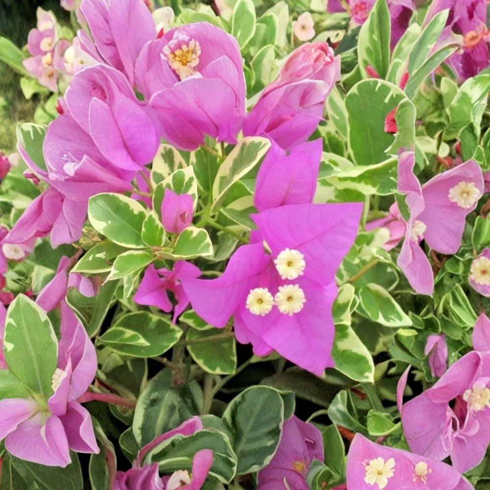 Ice Blueberry Variegated Bougainvillea Live Plant – 4–6 Inch Rooted Starter | Purple Bracts | Tropical Flowering Vine | No Pot