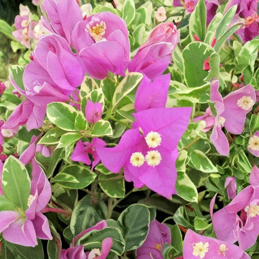 Ice Blueberry Variegated Bougainvillea Live Plant – 4–6 Inch Rooted Starter | Purple Bracts | Tropical Flowering Vine | No Pot