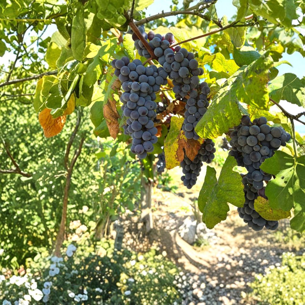 Steuben Grape Cuttings – 5 Pack | Japanese Slip-Skin Table Grape | Sweet Blue Purple Fruit | Cold Hardy Vine | Grow Your Own Vineyard