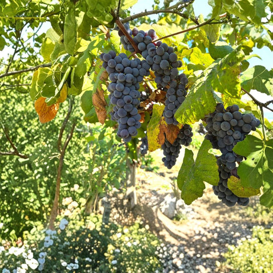 Steuben Grape Cuttings – 5 Pack | Japanese Slip-Skin Table Grape | Sweet Blue Purple Fruit | Cold Hardy Vine | Grow Your Own Vineyard