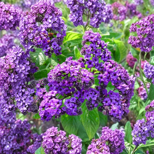 2 Live Heliotrope 'Fragrant Delight' Plants – 4–6 Inch Rooted Starters | Purple Fragrant Flowers | No Pot | Butterfly Friendly