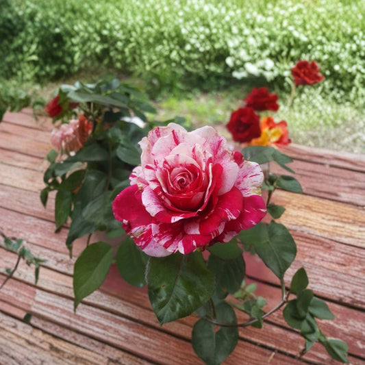 Scentimental Floribunda Rose – Rosa Hybrid Live Plant | 3 Gallon Rose Bush | Large Double Blooms | Red & White Striped Rose | Fragrant Garden Favorite