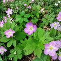 Wild Geranium Bare Roots – Geranium maculatum Cranesbill | 20 Bare Roots Included | Woodland Perennial Flower | Shade Garden Friendly | Easy to Grow