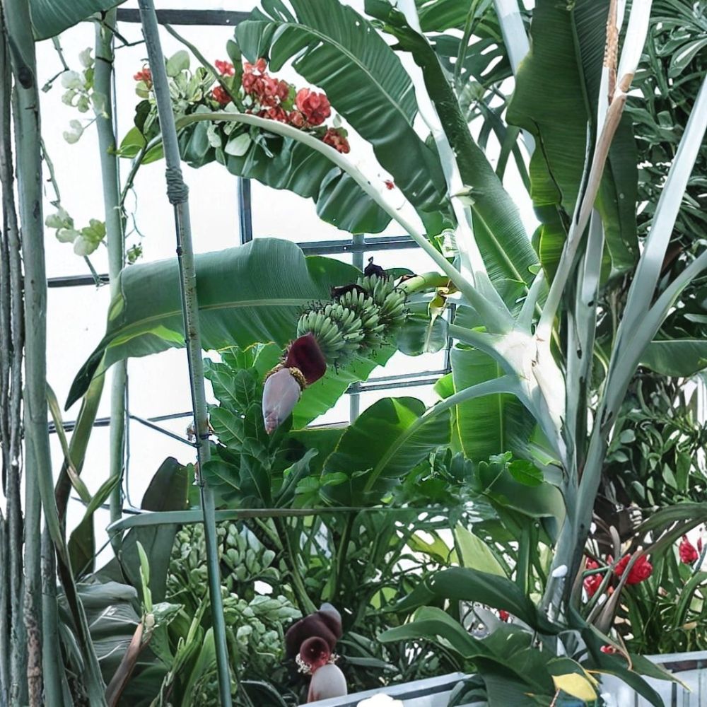 Musa 'Grand Nain' Banana Tree – Musa acuminata Live Plant | 8–10 Inches Tall | Includes Nursery Cup | Tropical Fruit Plant | Container & Patio Friendly