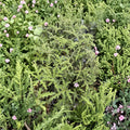 Pine Scented Geranium Live Plant – Pelargonium denticulatum | Fragrant Scented Leaf Geranium in Quart Pot