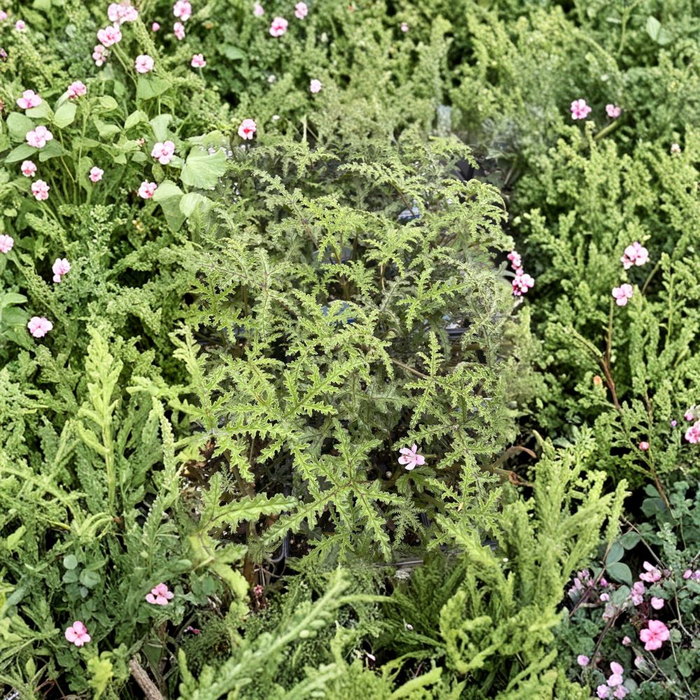 Pine Scented Geranium Live Plant – Pelargonium denticulatum | Fragrant Scented Leaf Geranium in Quart Pot