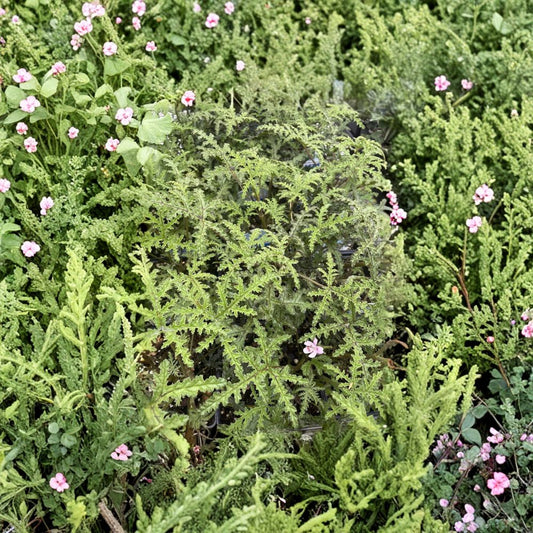 Pine Scented Geranium Live Plant – Pelargonium denticulatum | Fragrant Scented Leaf Geranium in Quart Pot