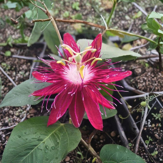 Live Lady Margaret Passionflower Plant – Passiflora | 5–9" Rooted Starter | Vibrant Red Flowers | Tropical Climbing Vine | No Pot