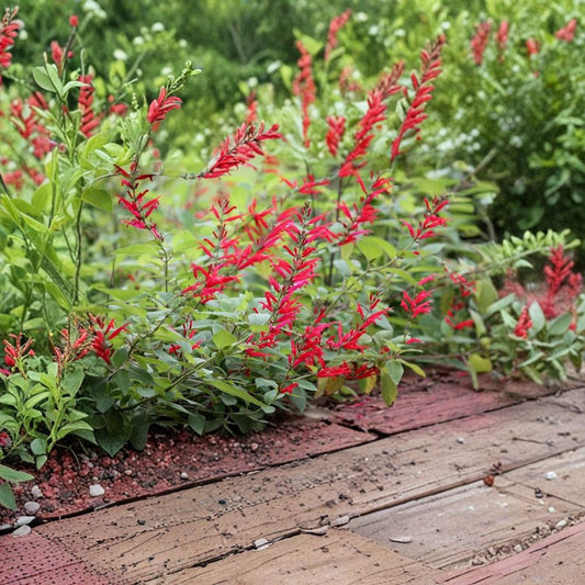 Organic Pineapple Sage Live Plant – Salvia elegans | 4–8 Inch Starter | 2.5 x 3.5 Inch Pot | Edible Herb | Hummingbird Favorite | Free Shipping