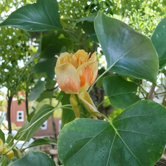 Tulip Tree – Live Plant | 6 Inches Tall | 4 Inch Pot | Liriodendron tulipifera | Fast Growing Shade Tree | Ornamental Tree