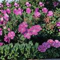Geranium sanguineum Vision Violet Seeds – 100 Hardy Cranesbill Perennial Seeds | Violet Garden Flowers