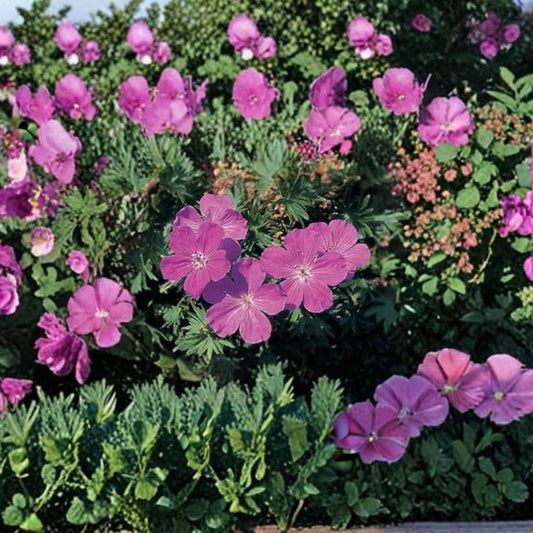 Geranium sanguineum Vision Violet Seeds – 100 Hardy Cranesbill Perennial Seeds | Violet Garden Flowers