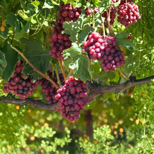 Reliance Seedless Grape – Vitis labrusca Live Vine | 1–2 Year Old Rooted Plant | Early Ripening | Cold Hardy Fruit Vine