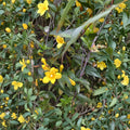 Carolina Yellow Jasmine Seeds – Gelsemium sempervirens | 25+ Seeds | Fragrant Evergreen Climbing Vine | USA Grown