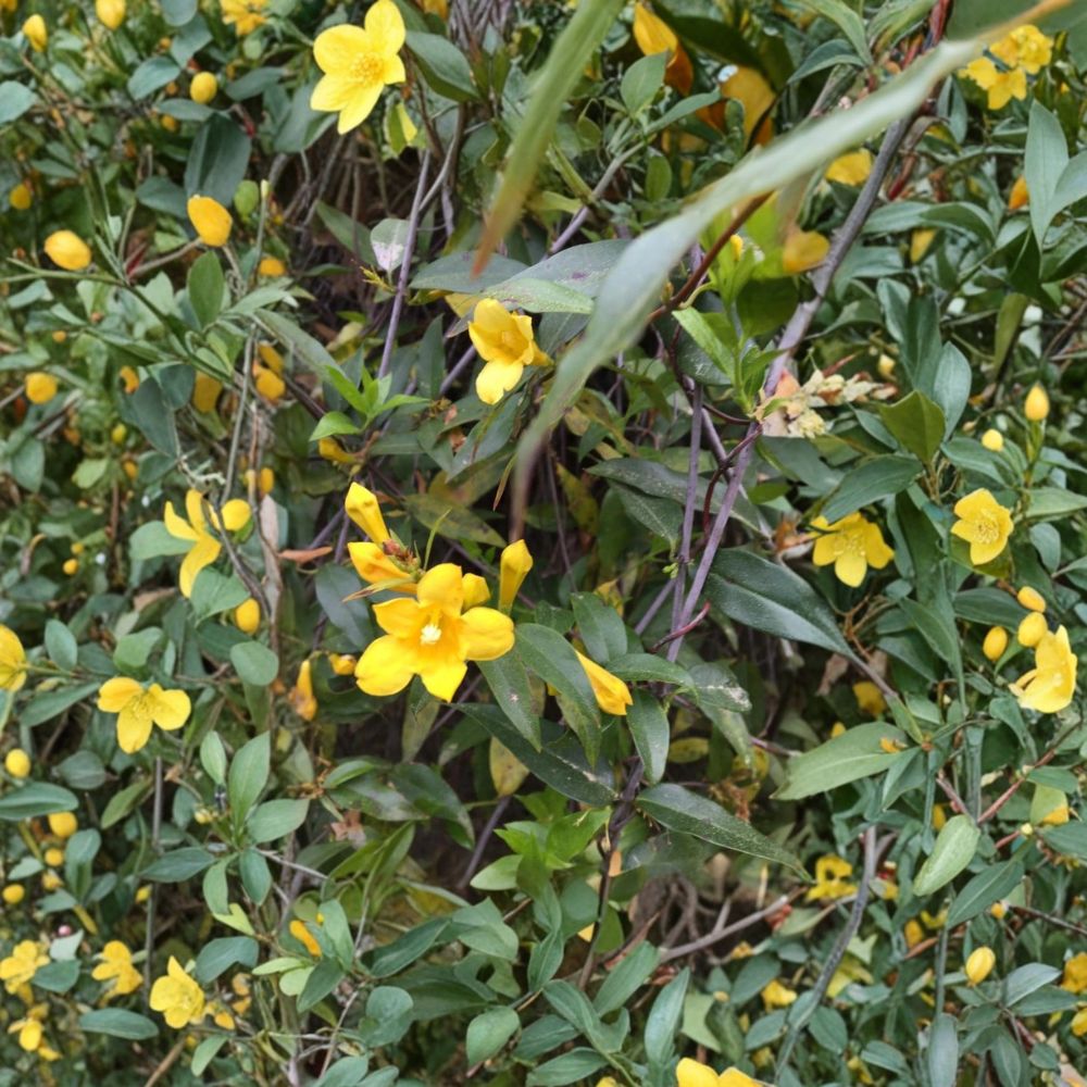 Carolina Yellow Jasmine Seeds – Gelsemium sempervirens | 25+ Seeds | Fragrant Evergreen Climbing Vine | USA Grown