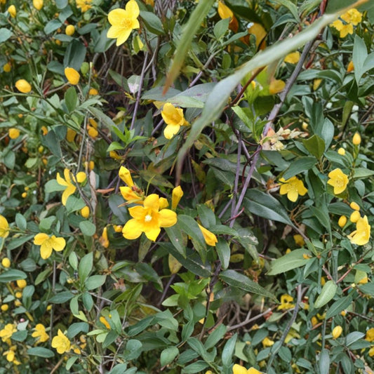 Carolina Yellow Jasmine Seeds – Gelsemium sempervirens | 25+ Seeds | Fragrant Evergreen Climbing Vine | USA Grown