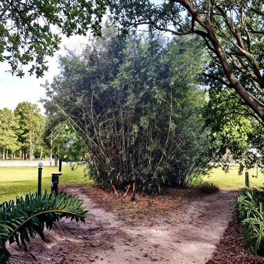 Green Hedge Clumping Bamboo – Live Rooted Cutting | 8–12 Inches Tall | Bambusa multiplex | Non-Invasive Privacy Bamboo