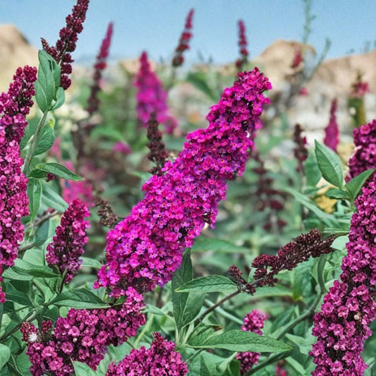 2 Butterfly Bush Live Plants – Buddleia Fragrant Shrubs | 4–9 Inch Starters | Red to Pink Flowers | Pollinator Garden
