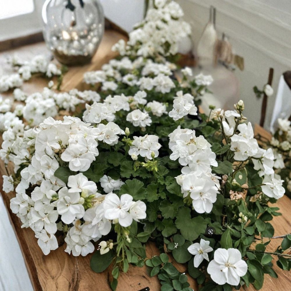 Snow White Zonal Geranium Cuttings – Pelargonium Live Plant Cuttings | 8 Unrooted Cuttings Included | White Blooms with Pink Tint | Patio & Container Friendly | Easy to Grow