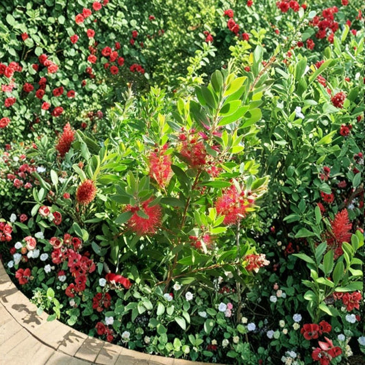 Red Bottlebrush – Callistemon Live Plant | 3 Gallon Shrub | Bright Red Blooms | Evergreen Landscape Plant | Pollinator Friendly
