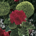 Geranium Maverick Red – Pelargonium Seeds | 1,000 Seeds | Deep Red Blooms | Robust Garden Geranium | Pot & Landscape Friendly | Easy to Grow
