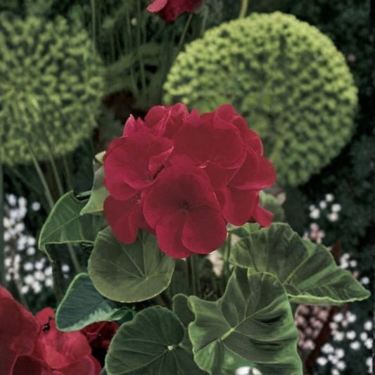 Geranium Maverick Red – Pelargonium Seeds | 1,000 Seeds | Deep Red Blooms | Robust Garden Geranium | Pot & Landscape Friendly | Easy to Grow