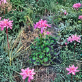 Rare Spiky Pink Pelargonium Geranium Cutting – 6 Inch Live Starter Plant | Salmon Pink Bloom Clusters | Easy to Root