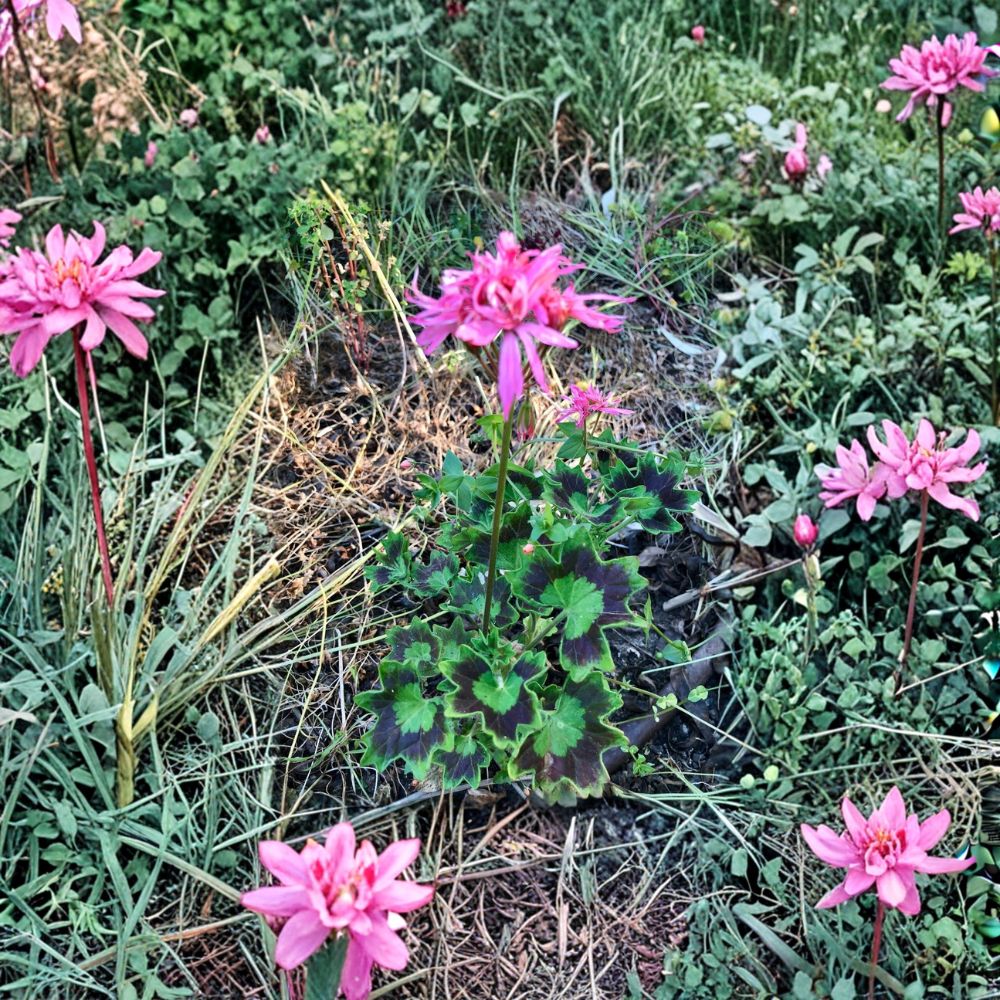 Rare Spiky Pink Pelargonium Geranium Cutting – 6 Inch Live Starter Plant | Salmon Pink Bloom Clusters | Easy to Root