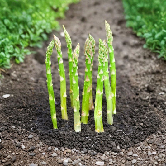 Jersey Giant Asparagus Roots – 10 Bare Root Crowns | Asparagus officinalis | High-Yield Perennial Vegetable