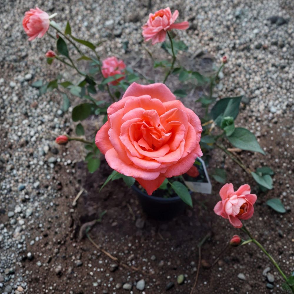 Tropicana Hybrid Tea Rose – Rosa Hybrid Live Bush Plant | 5 Gallon Size | Vibrant Orange Rose Shrub | Fragrant Garden Rose | Landscape Favorite