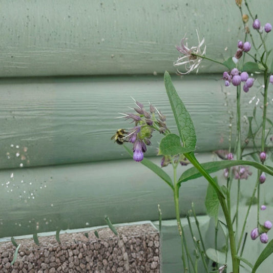 True Comfrey – Symphytum officinale Seeds | 25 Alaska Grown Seeds | Hardy Medicinal Herb | Pollinator Friendly | Soil Improving Perennial