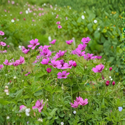 Patricia Geranium Seeds – 25+ Premium Flower Seeds | Hardy Garden Blooms | Patio & Container Friendly | Easy to Grow