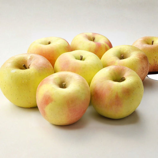 Gunma Meigetsu Apple Tree – Malus domestica Bare Root | 32 Inches Tall | M7 Semi-Dwarf Rootstock | Japanese Honey Apple | Super Sweet Fruit Tree