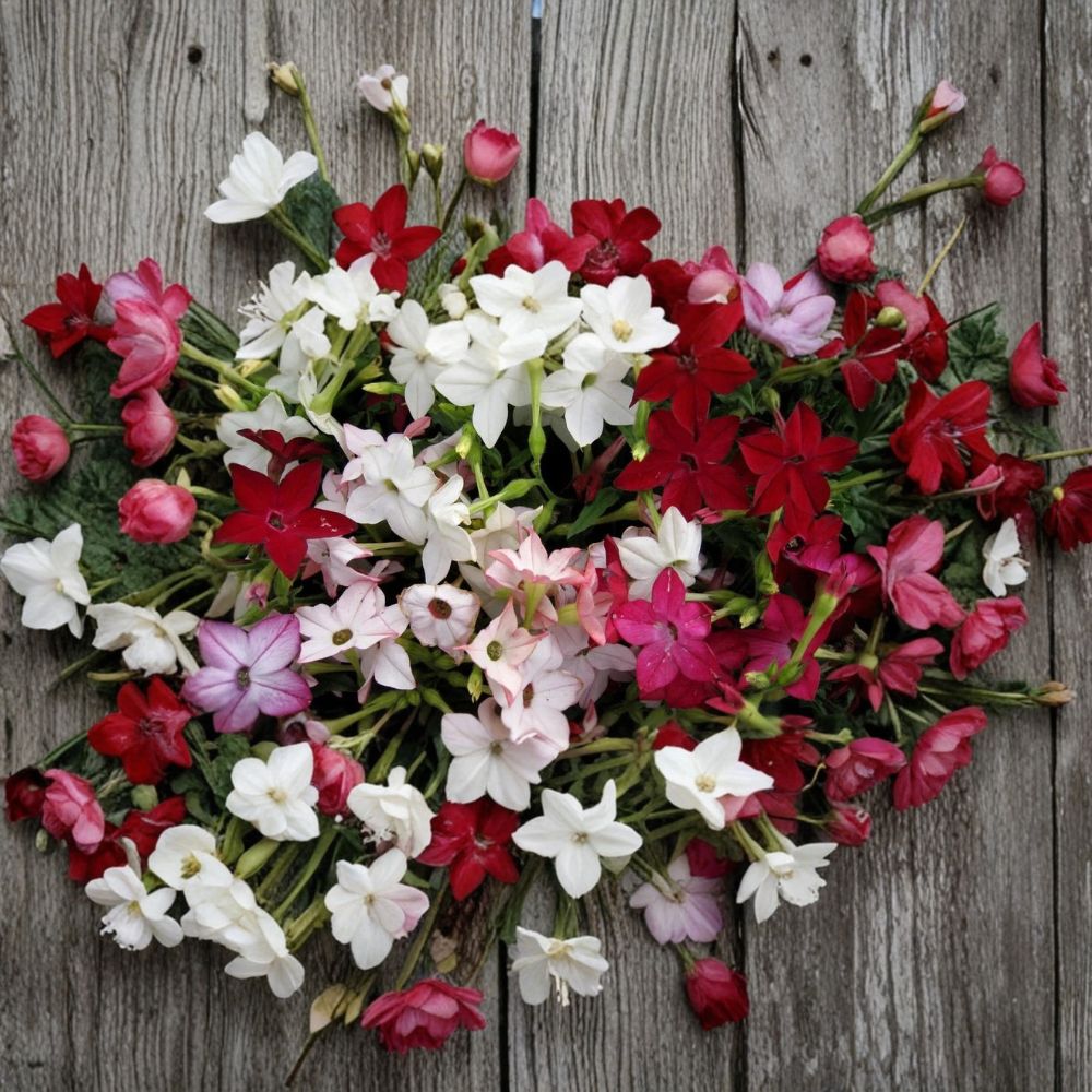 Nicotiana Alata Seeds – 1000 Pack | Night-Scented Jasmine Tobacco Mix | Fragrant Evening Blooms | Pollinator Flower Seeds