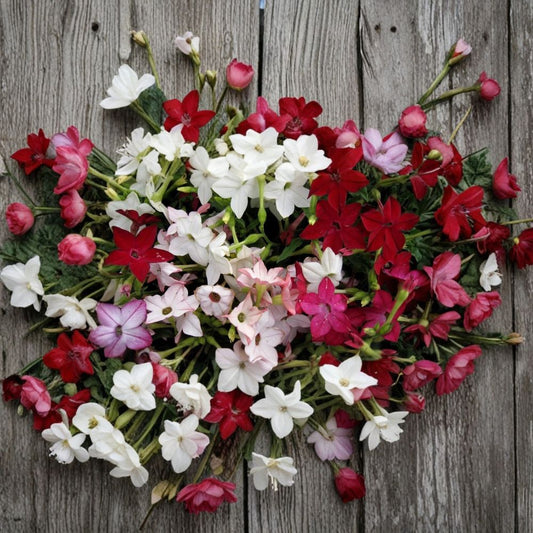 Nicotiana Alata Seeds – 1000 Pack | Night-Scented Jasmine Tobacco Mix | Fragrant Evening Blooms | Pollinator Flower Seeds