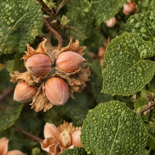 American Hazelnut Tree – 3 Live Seedlings | 1–2 Year Old | Native Hazelnut Shrub | Full Sun | Outdoor Garden & Wildlife Plant