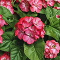 Geranium Maverick Scarlet Picotee – Pelargonium Seeds | 1,000 Seeds | Scarlet Picotee Blooms | Robust Garden Variety | Pot & Landscape Friendly | Easy to Grow